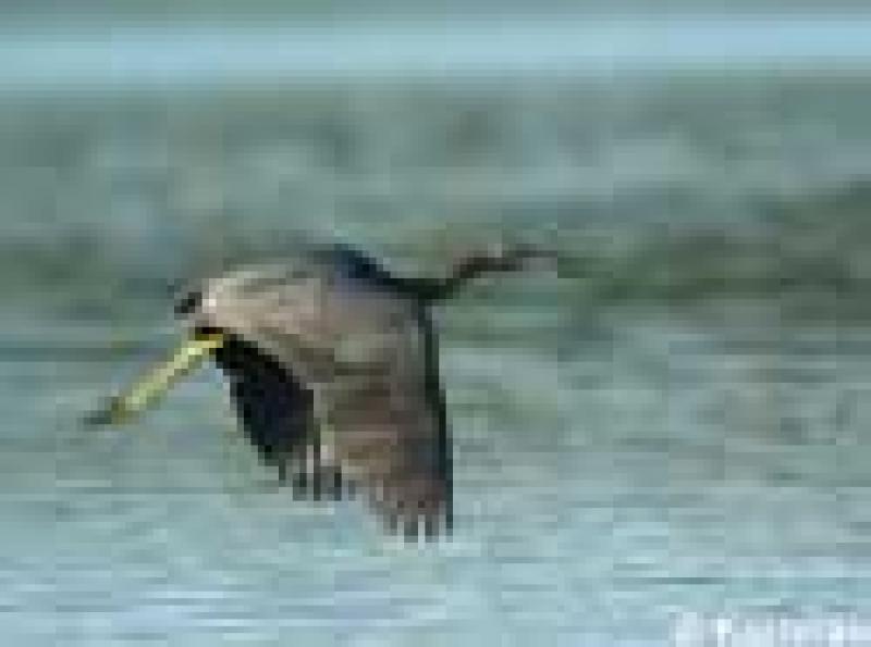 Egretta caerulea in flight Lawrence Korhnak