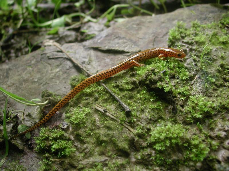 Longtail Salamander Jesse W. Jaycox