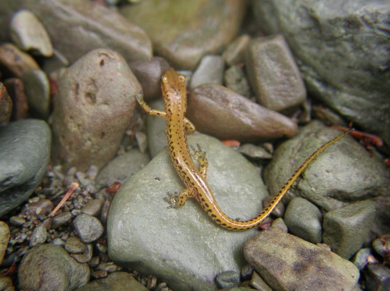 Longtail Salamander Jesse W. Jaycox