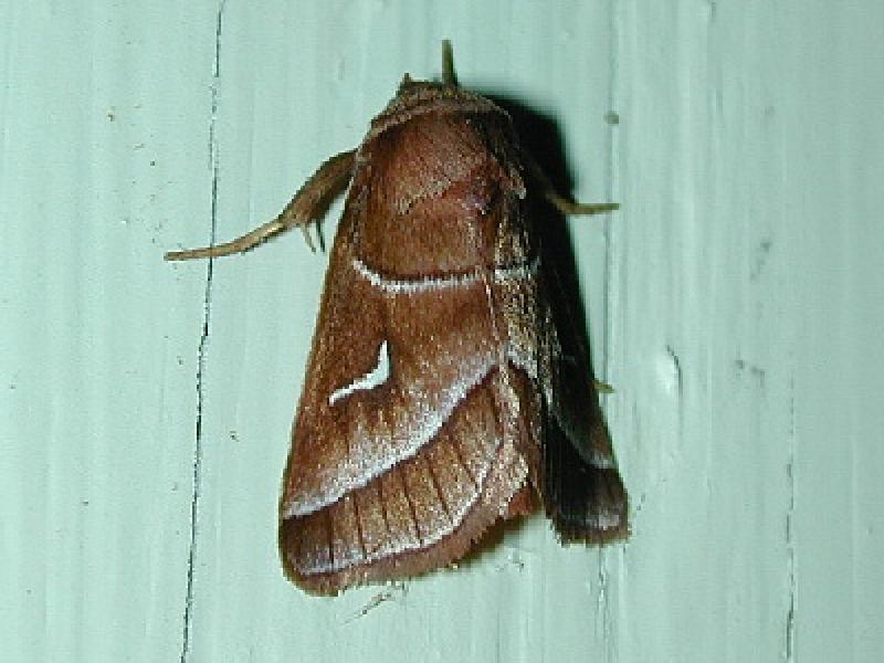 Fagitana littera (A Noctuid Moth) Steve Walter
