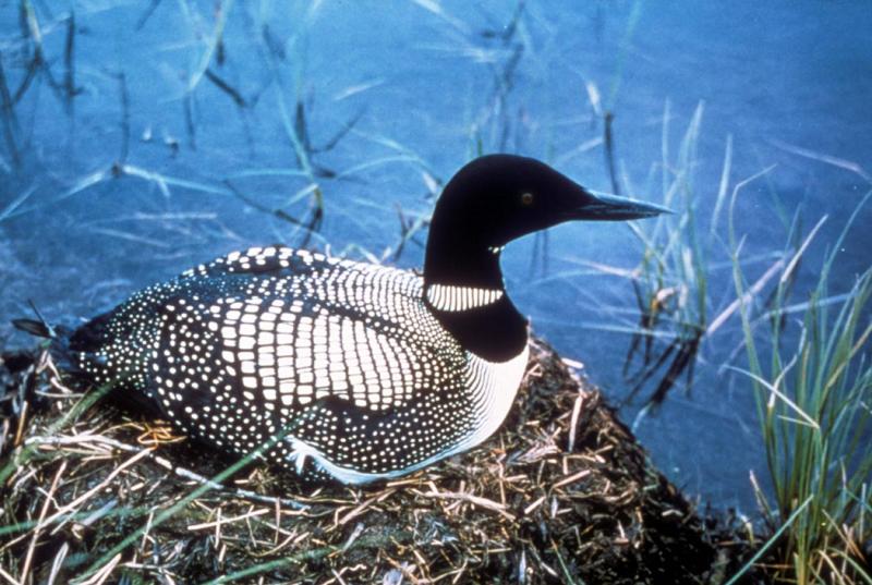 Common Loon on nest US Fish and Wildlife Service