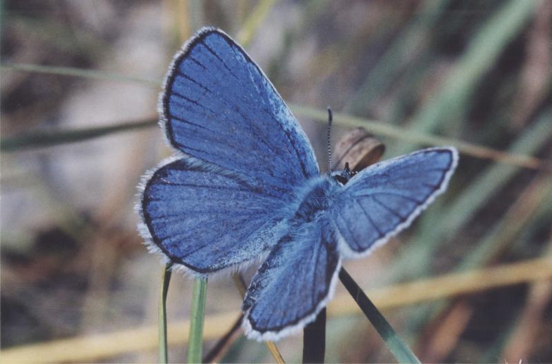Karner Blue butterfly Carly Voight