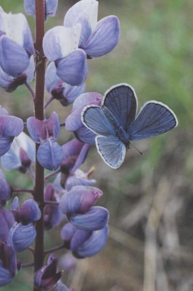 Karner blue butterfly Carly Voight