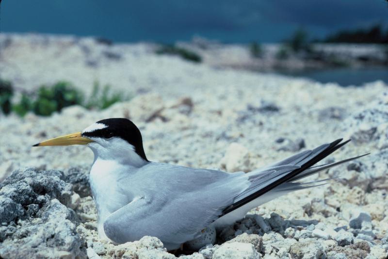 Least Tern U.S. Fish and Wildlife Service