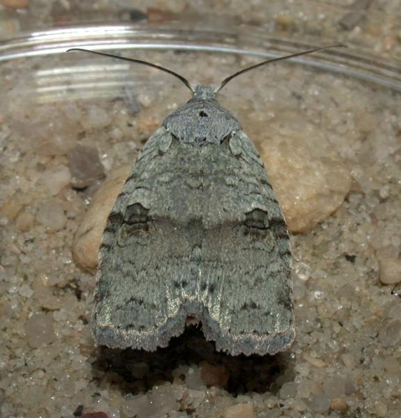 Pale Green Pinion Moth Hugh D. McGuinness