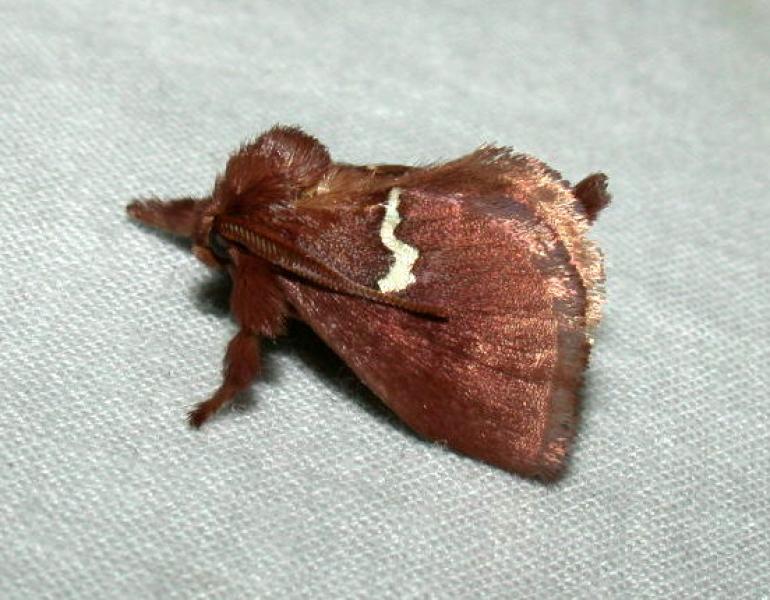 Pin-striped Slug Moth Hugh D. McGuinness