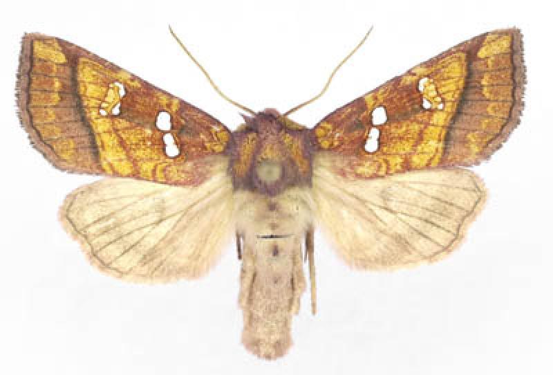 A similar species of  borer moth Canadian Biodiversity Information Facility (CBIF)