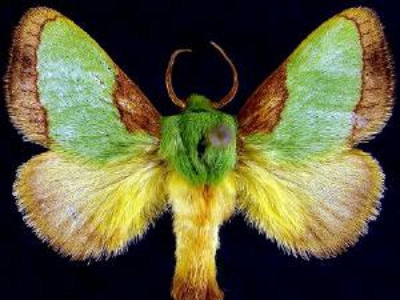 Parasa indetermina (Stinging Rose Caterpillar Moth) Jim Vargo