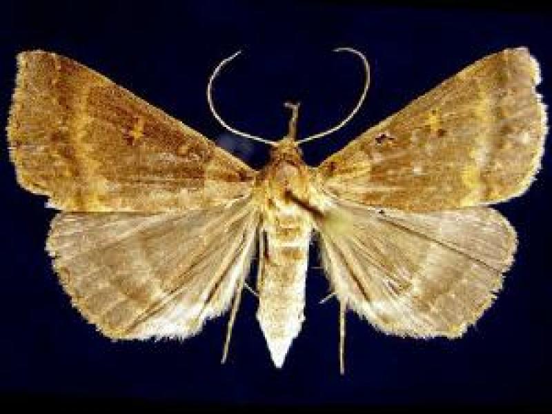 Renia nemoralis (Chocolate Renia Moth) (female) Jim Vargo