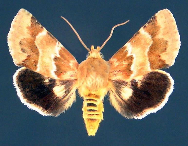 Golden Aster Flower Moth Vernon Antoine Brou Jr.