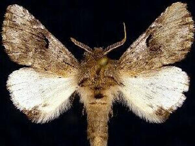 Schizura apicalis (Plain Schizura Moth) Jim Vargo