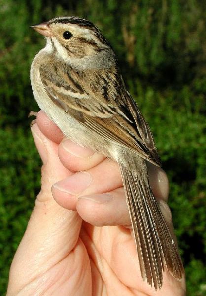 Clay-colored Sparrow www.powdermill.org