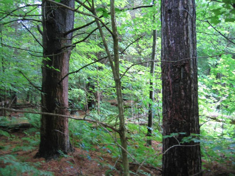 Pine-northern hardwood forest in Fort Drum Training Area 11A Gregory J. Edinger