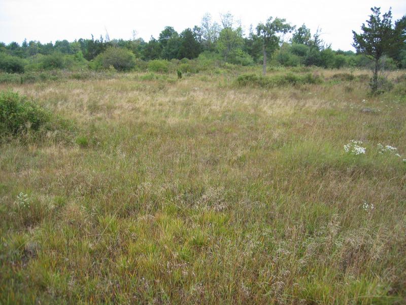 Wet alvar grassland at The Nature Conservancy's Chaumont Barrens, Jefferson Co., NY. Gregory J. Edinger