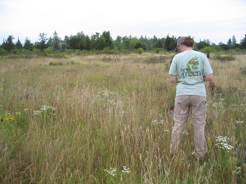 Laurie Lyons-Swift (NYNHP Ecologist) in wet alvar grassland at The Nature Conservancy's Chaumont Barrens in Jefferson Co., NY. Gregory J. Edinger