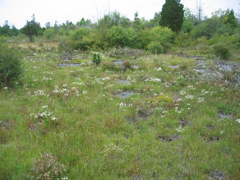 Upland White Goldenrod (Oligoneuron album) in bloom in alvar pavement grassland/wet alvar grassland in alvar pavement grassland at Chaumont Barrens in Jefferson County. Gregory J. Edinger