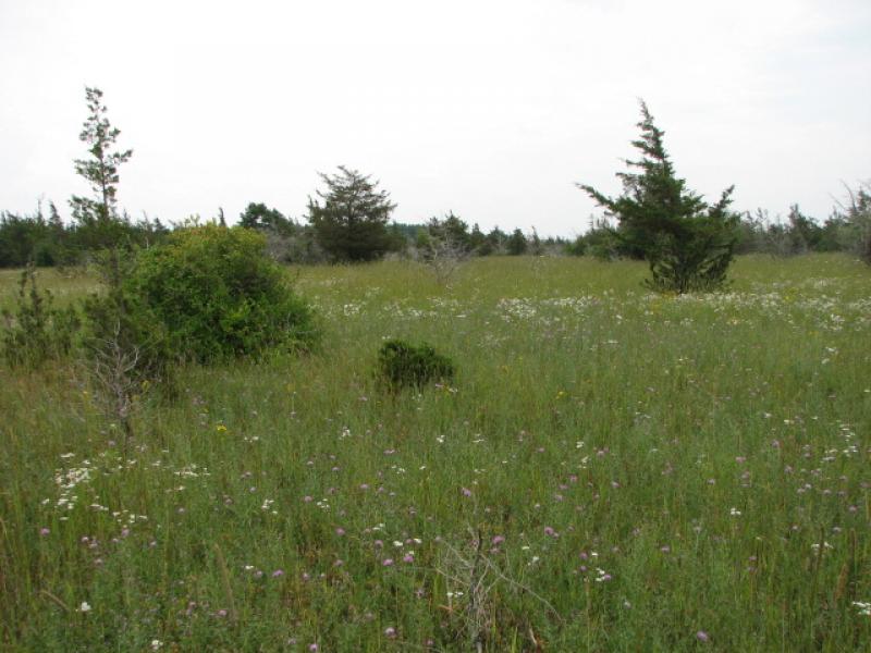 Dry alvar grassland/pasture in Jefferson Co., NY. Lauren Lyons-Swift