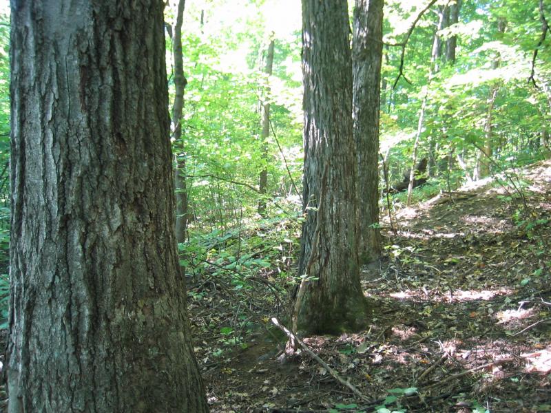Appalachian oak-hickory forest at Saratoga National Historical Park - Schuylerville Gregory J. Edinger