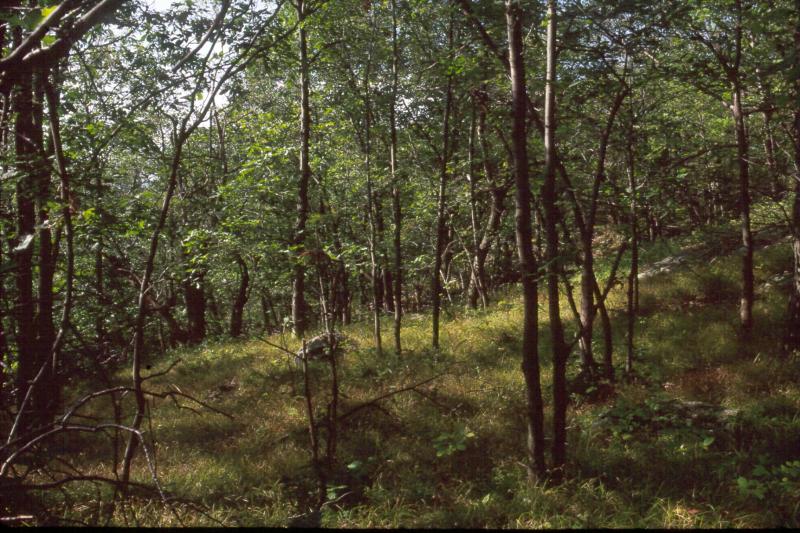 Appalachian Oak-Hickory Forest David M. Hunt