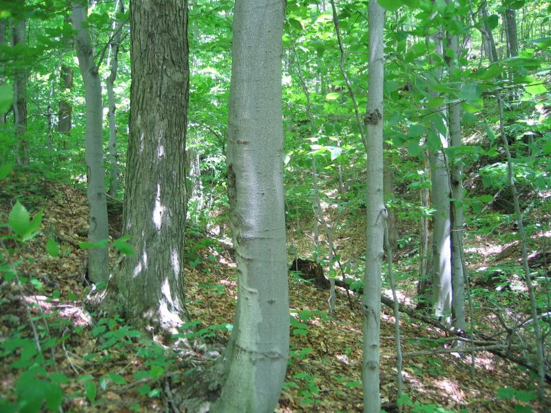 Beech-maple mesic forest on the midslope of The Pinnacle in Washington County, NY Gregory J. Edinger