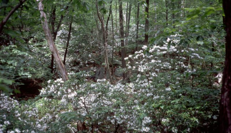 Chestnut oak forest D.J. Evans