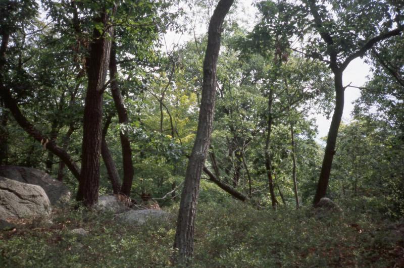 Chestnut oak forest D.J. Evans