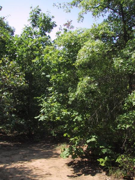 Post oak-blackjack oak barrens at Clay Pit Ponds State Park Preserve D. J. Evans