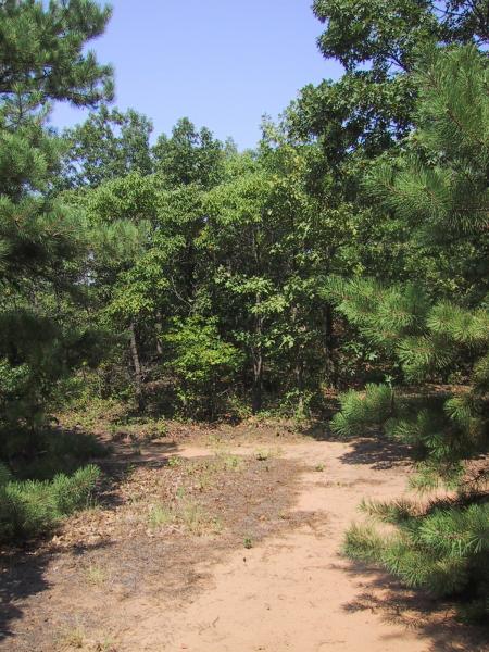 Post oak-blackjack oak barrens at Clay Pit Ponds State Park Preserve D. J. Evans
