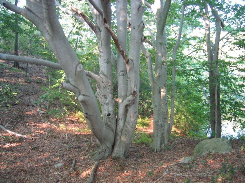 Coastal oak-beech forest on Fishers Island Gregory J. Edinger