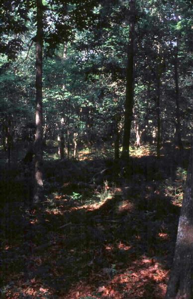 Coastal oak-hickory forest David Hunt