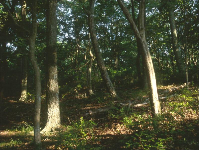 Coastal oak-holly forest at Montauk Point State Park David M. Hunt