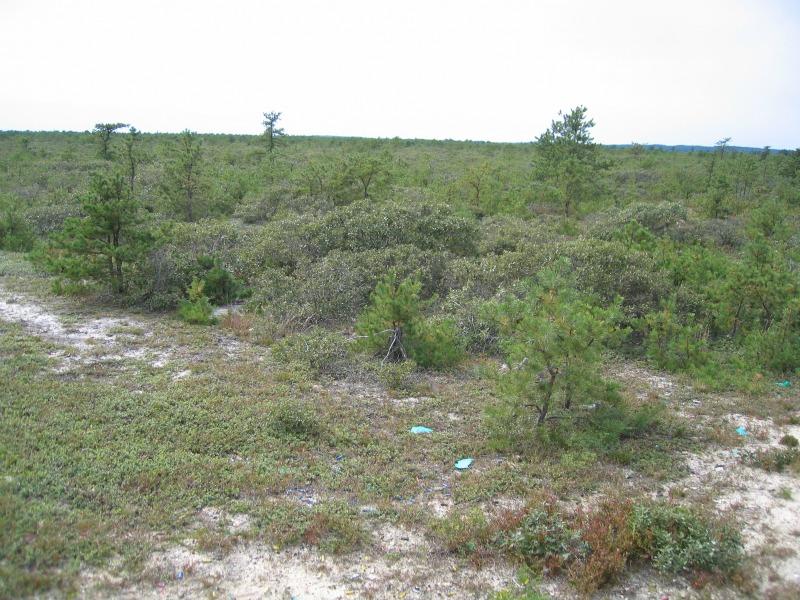 Dwarf pine plains Gregory J. Edinger