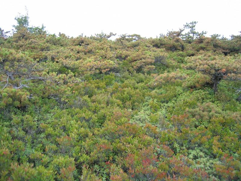 Dwarf pine ridges at Sam's Point in the Shawangunk Mountains Gregory J. Edinger