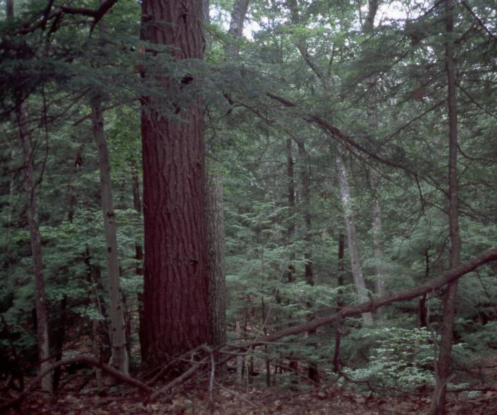 Hemlock-northern hardwood forest D.J. Evans