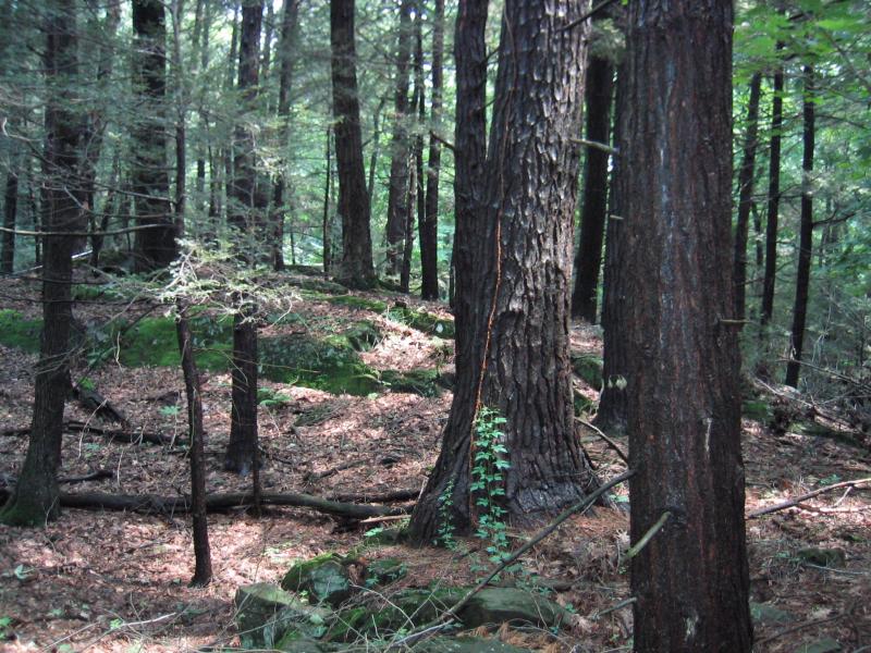 Hemlock-northern hardwood forest at Franklin D. Roosevelt NHS (plot RHA2) Gregory J. Edinger