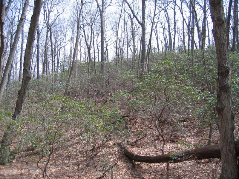 Coastal oak-laurel forest at Tiffany Creek Preserve in Nassau County. Gregory J. Edinger
