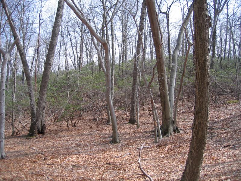 Coastal oak-laurel forest at Tiffany Creek Preserve in Nassau County. Gregory J. Edinger