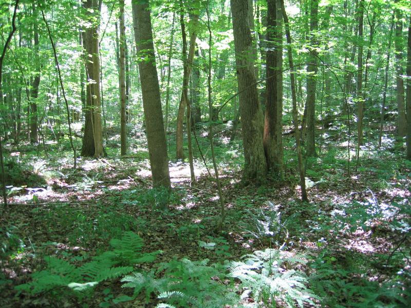 Maple-basswood rich mesic forest plot in Letchworth State Park Gregory J. Edinger
