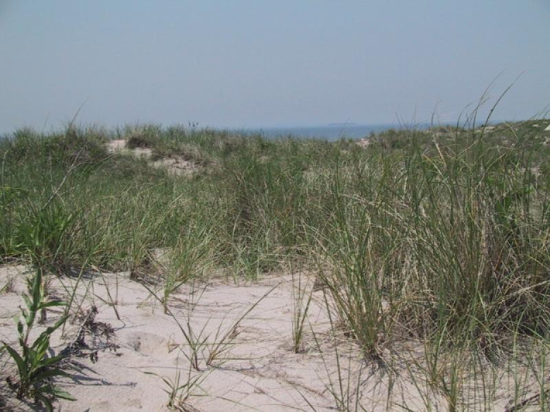 Maritime dunes at Fort Tilden, Gateway National Recreation Area Aissa L. Feldmann
