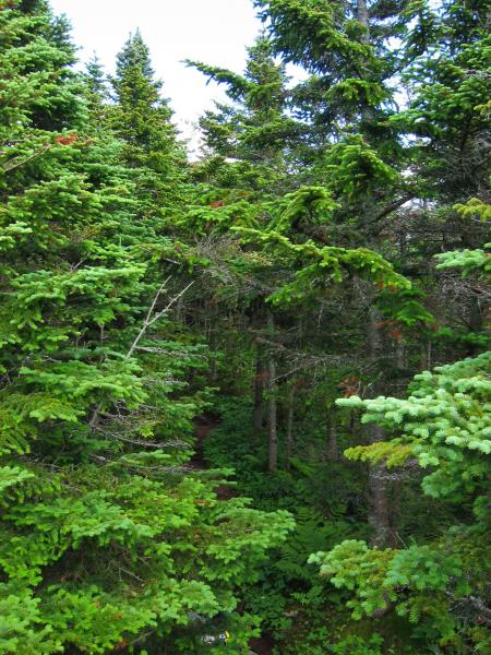 Mountain fir forest on Rocky Peak Ridge Tim Howard