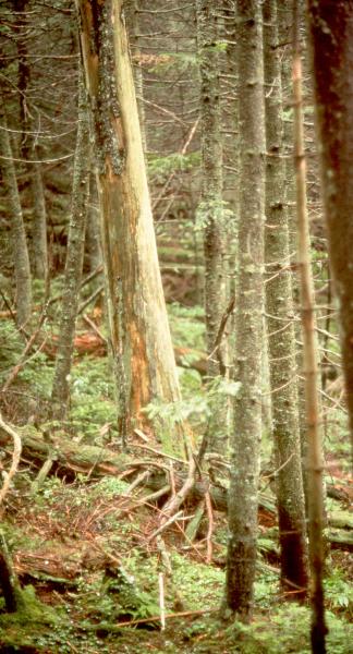 Mountain Spruce Fir Forest Charlie Cogbill