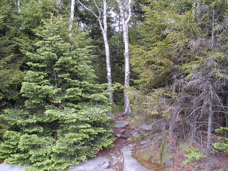 Mountain spruce-fir forest Troy Weldy