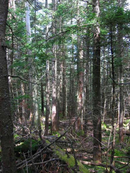 Mountain spruce-fir forest on Street Mountain Tim Howard