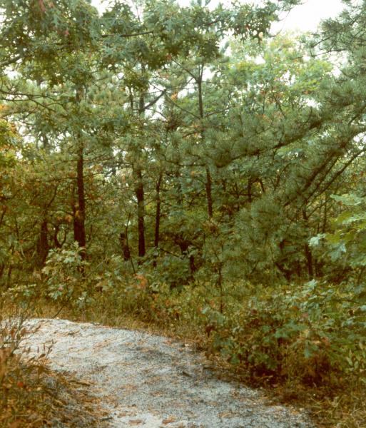 Pitch pine-oak forest C. Reschke
