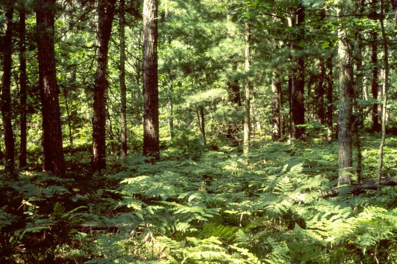 Pitch pine-oak forest David M. Hunt