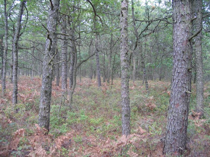 Pitch pine-oak forest in the Long Island Central Pine Barrens Gregory J. Edinger