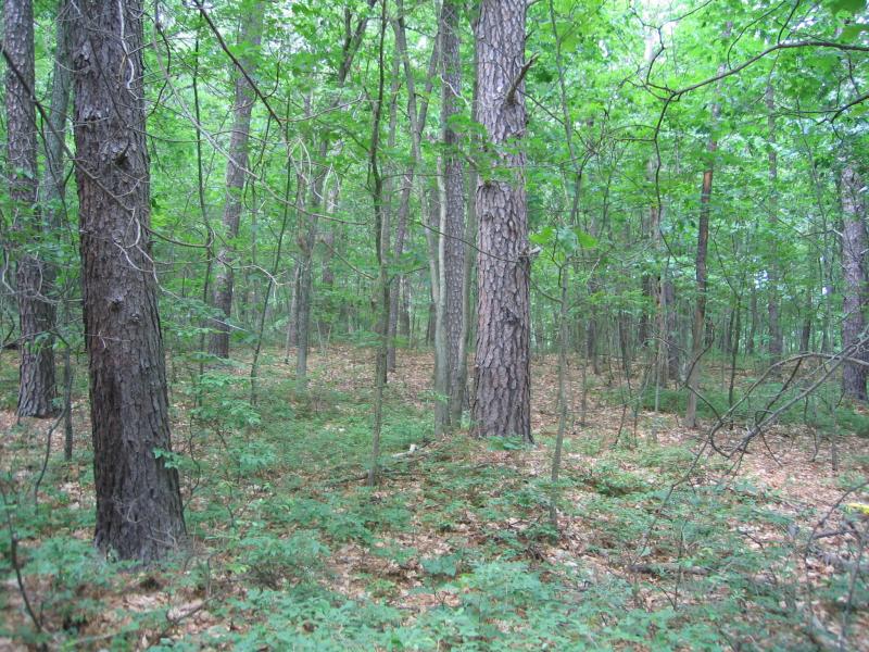 Pitch pine-oak forest Gregory J. Edinger