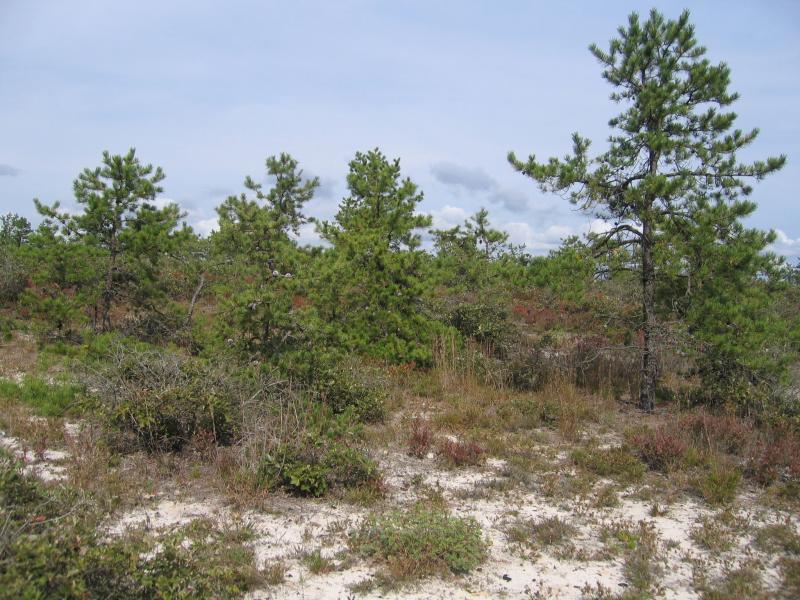 Pitch pine-oak-heath woodland in the Long Island Central Pine Barrens Gregory J. Edinger