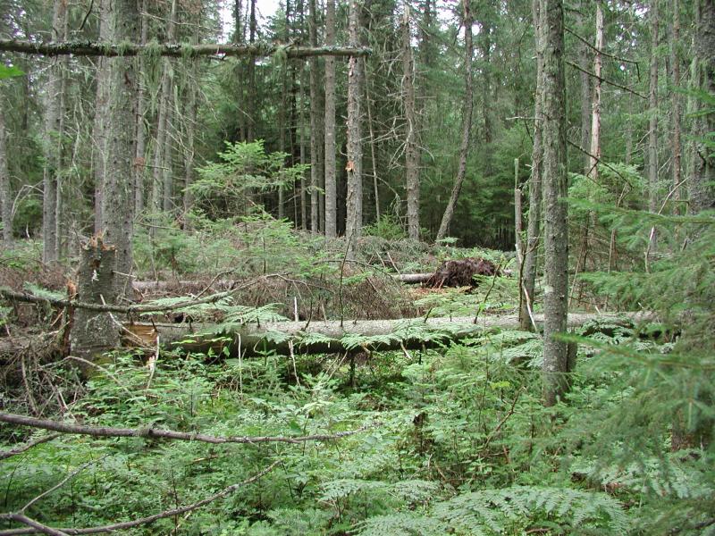 A blowdown in spruce flats at Raquette Boreal Forest Shane Gebauer