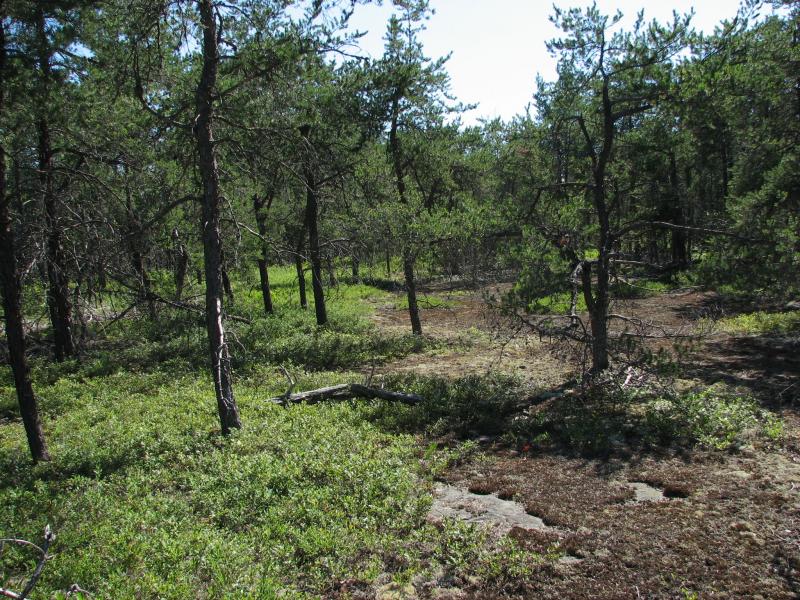 Sandstone pavement barrens with an open canopy of jack pine and a groundlayer dominated by lichens, mosses and dwarf ericaceous shrubs. Small areas of exposed sandstone pavement are present. Elizabeth Spencer